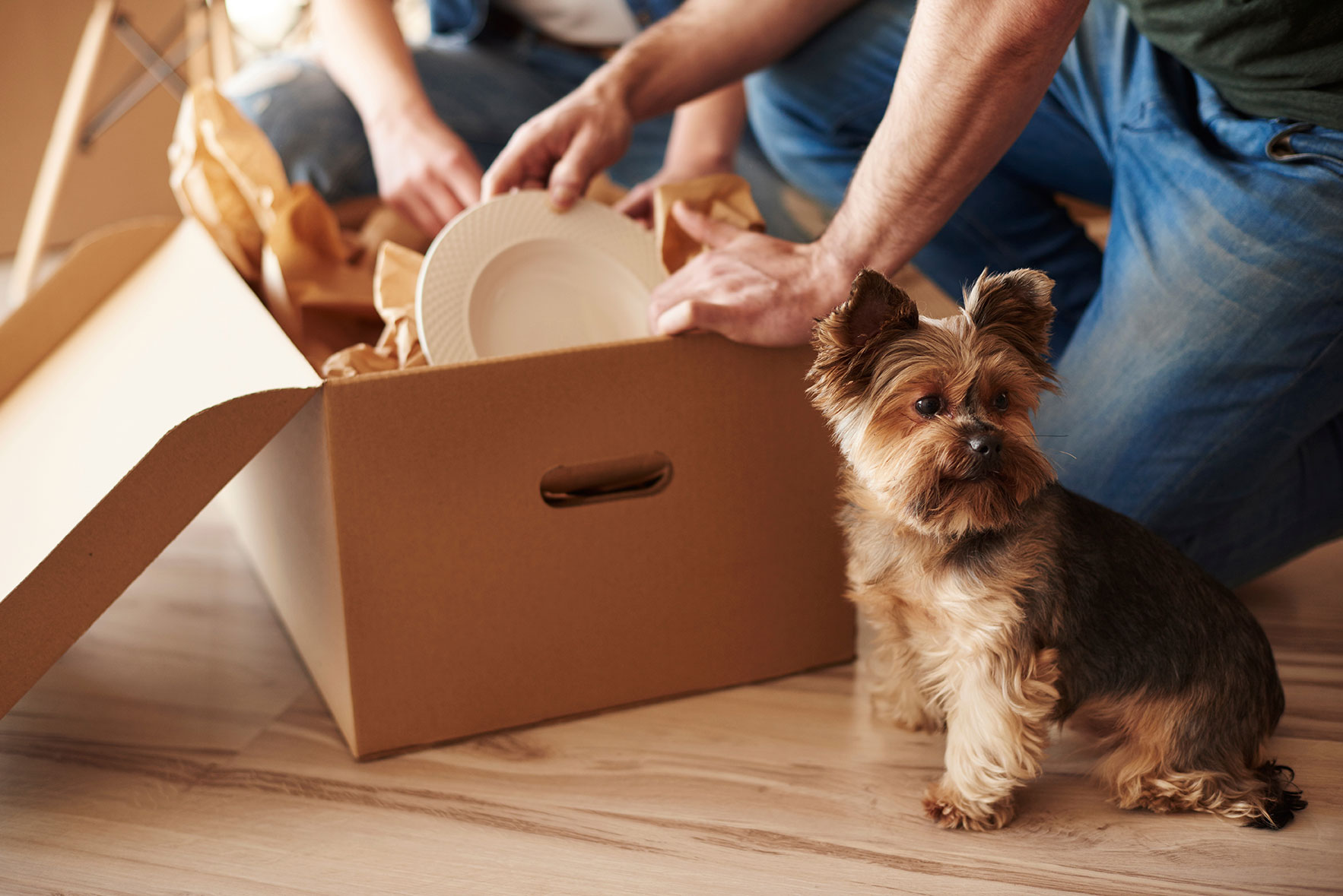 A small dog sits on the floor while two people pack white plates into a cardboard box lined with packing paper.